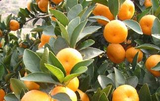 蜜橘的营养价值和蜜橘的药用价值 蜜橘的营养价值和蜜橘的药用价值区别