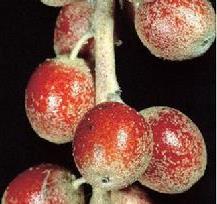 沙枣种植技巧和栽培技术（沙枣种植技巧和栽培技术）