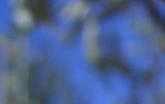 沙枣有什么营养 沙枣有什么营养成分