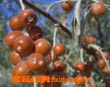 沙枣的功效与作用有哪些 沙枣有什么功效和作用