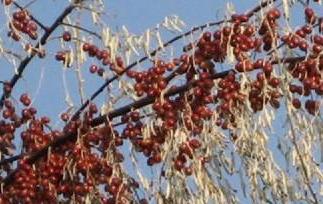 沙枣（沙枣树图片）