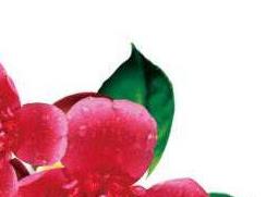 红花茶油怎么吃（红花茶油怎么吃最好）