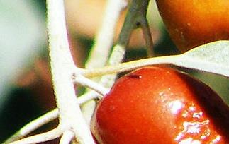 吃沙枣有什么用（什么人不能吃沙枣）