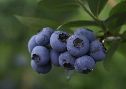 蓝莓怎样种植好，蓝莓怎么施肥修剪好