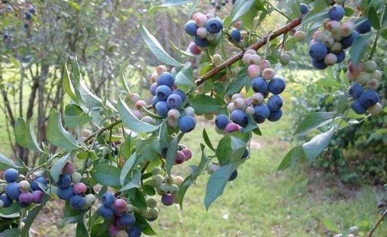 盆栽蓝莓怎样种植 盆栽蓝莓怎样种植视频