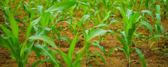 种植玉米怎样施肥最科学 种植玉米怎样施肥最科学呢