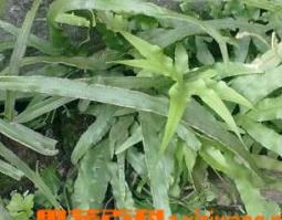 凤尾草的功效与价值（凤尾草的功效与价值是什么）