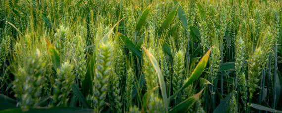 华成865小麦种的特征（小麦品种华成865）
