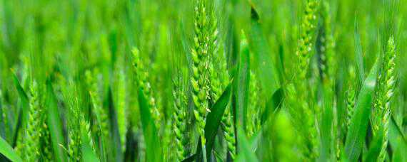 小麦灌浆期