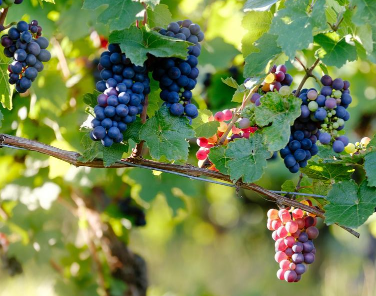 葡萄采收注意事项，葡萄如何收获 葡萄采收期应注意什么