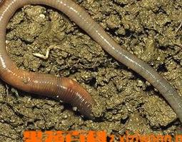 地龙的功效和作用 地龙的功效和作用及禁忌症