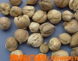 豆蔻的食疗功效和饮食禁忌 豆蔻的食疗功效和饮食禁忌有哪些
