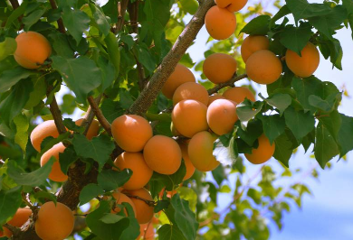 杏子栽培技术，杏子怎么种植好（杏子如何种植技术）