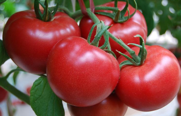 番茄如何转色变红，番茄转色技巧 怎样才使番茄快点转色