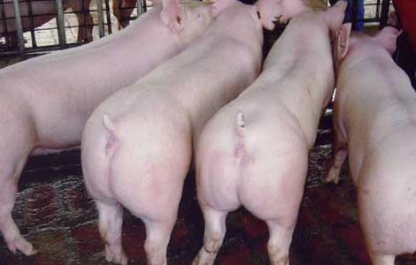 2014现在养猪前景如何？