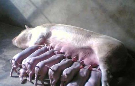 母猪产后瘫痪治疗方法 母猪产后瘫痪治疗方法视频