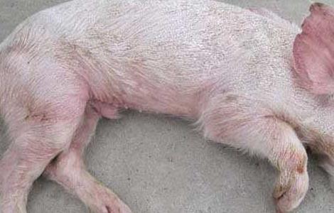 猪传染性胃肠炎