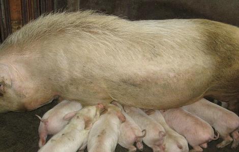 产后母猪乳汁分泌不够怎么办 头胎母猪产后奶水不足怎么办