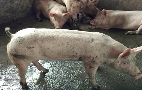 国外养猪的科学增重方法 国外养猪技术