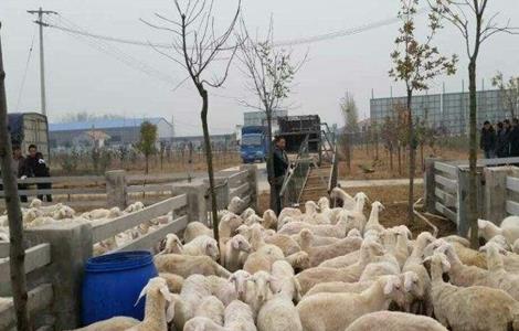 夏季养羊的常见病及防治 夏季养羊的常见病及防治方案