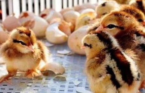 雏鸡采食量低的原因及解决方法（雏鸡采食量低怎么解决）