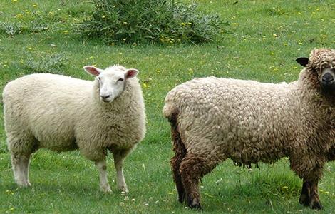 防止羊寄生虫的方法 防止羊寄生虫的方法有哪些