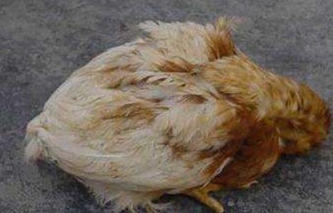 如何预防鸡瘟 如何预防鸡瘟病的发生