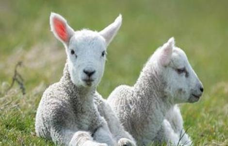 初生的羊羔如何饲养 如何喂养初生羊羔