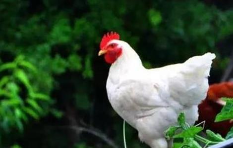 白羽肉鸡的养殖方法 白羽肉鸡的养殖方法和技术