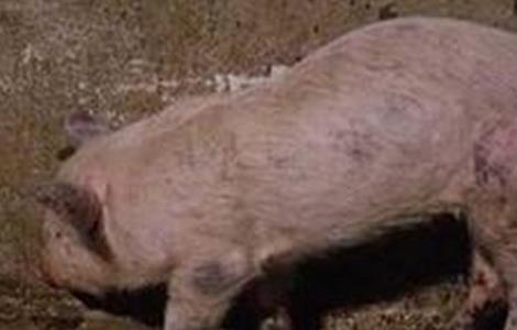 猪蓝耳病预防治疗方案 猪蓝耳病的治疗方案