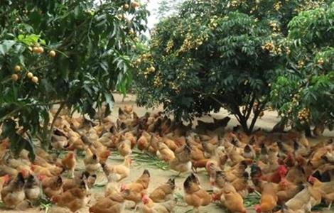 林下养鸡饲养管理技术 林下鸡养殖鸡棚搭建