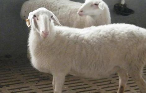湖羊 养殖 技术