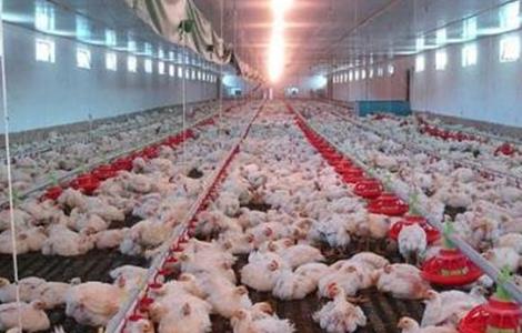 白羽肉鸡养殖技术 白羽肉鸡养殖技术论文摘要