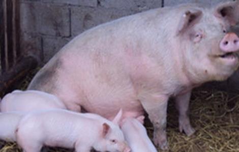 母猪养殖 饲养管理 疾病预防