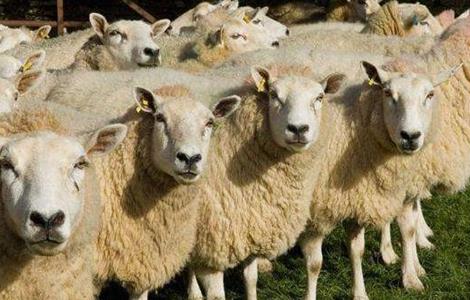 如何预防养羊场中羊病的发生 如何预防养羊场中羊病的发生