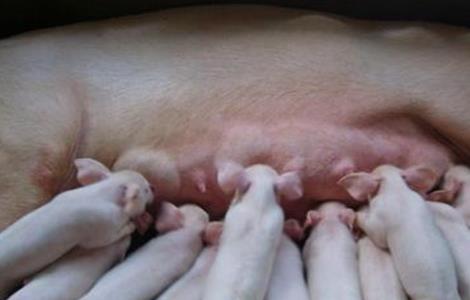母猪在哺乳期能驱虫吗（母猪在哺乳期能驱虫吗怎么驱）