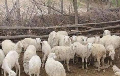 农村养羊技巧（农村养羊技巧视频）