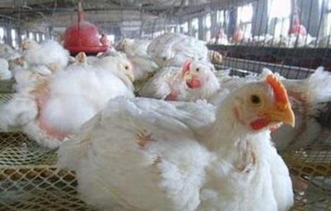 白羽肉鸡的饲养与管理 白羽肉鸡的饲养与管理方法