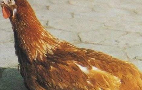 鸡群免疫力下降是什么原因（引起鸡免疫抑制的疾病）
