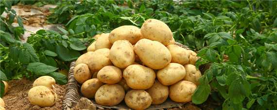 种土豆怎么管理产量高