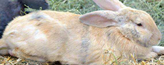 有啥办法能防止野兔吃农作物（有啥办法能防止野兔吃农作物的东西）