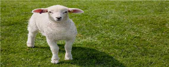 羊的围栏怎么设计 羊的围栏怎么设计图片