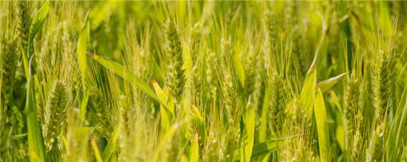 小麦扬花期过后多久是灌浆期 小麦扬花期过后多久是灌浆期呢
