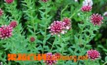 狼毒的功效和作用（狼毒的功效与作用,狼毒的副作用）