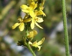 仙鹤草图片 仙鹤草图片和药用