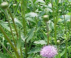 刺儿菜的功效与作用 刺儿菜的功效与作用及禁忌