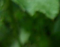 小蓟的功效与作用（小蓟的功效与作用与主治）