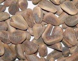 松仁的功效作用和营养价值（松仁的功效与营养价值）