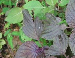 紫苏叶能泡水喝吗 紫苏叶能泡水喝吗有毒吗