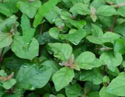 细叶蛇总管的功效与作用 蛇总管草药的作用